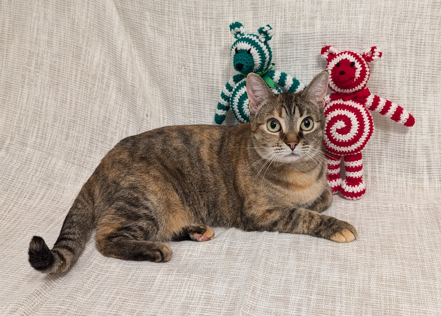 Minty, the Christmas Bear