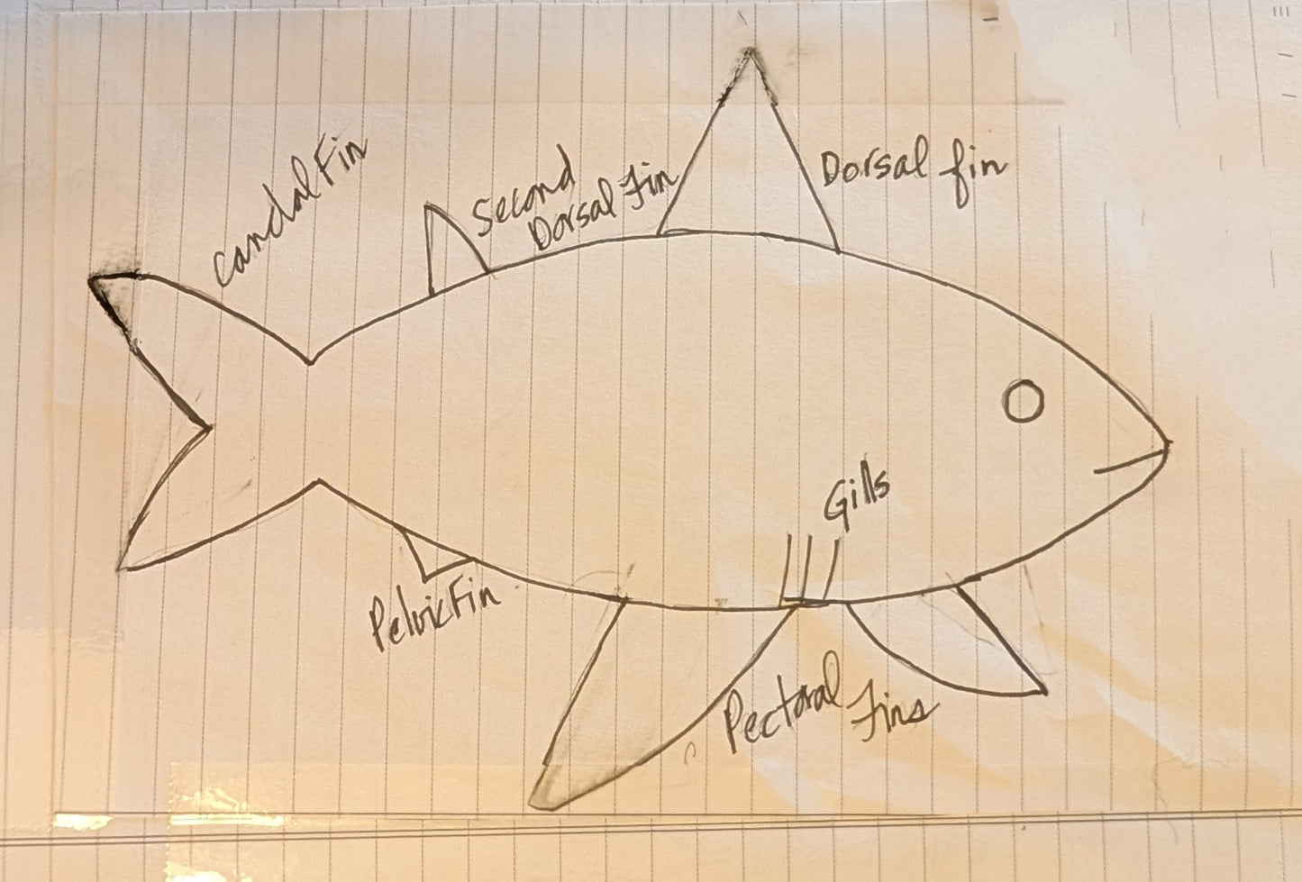 Shark crochet pattern